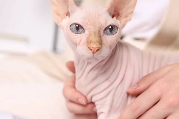 与可爱的Sphynx猫在家里的女人 可爱的宠物 — 图库照片