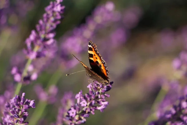 Closeup View Beautiful Lavender Butterfly Field Sunny Day — Stock Photo, Image