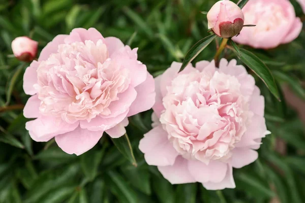 Flores Peônia Rosa Florescendo Bonitas Jardim Close — Fotografia de Stock