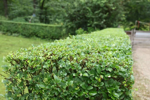 Beautiful Green Boxwood Hedge Outdoors Landscape Design — стоковое фото