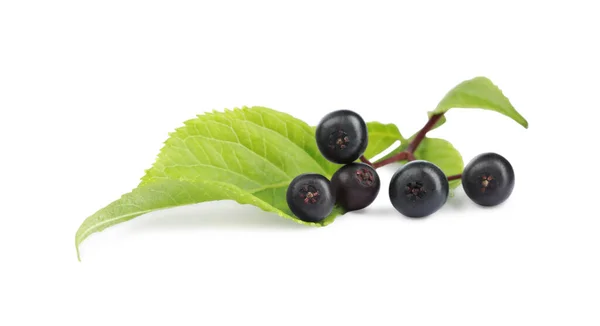 Elderberry Matang Dengan Daun Hijau Pada Latar Belakang Putih — Stok Foto
