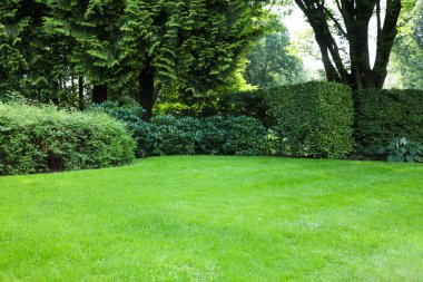 Beautiful lawn with green grass on sunny day