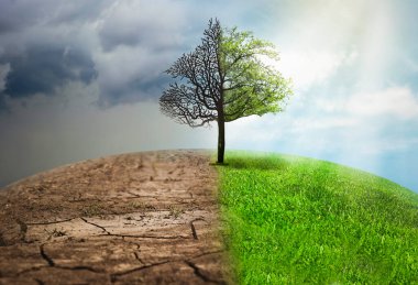İklim değişikliği kavramı. Açık havada yarı ölü ve canlı bir ağaç.