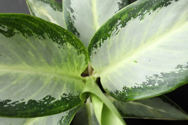 Aglaonema Krásnými Listy Jako Pozadí Detailní Záběr Tropická Rostlina — Stock fotografie