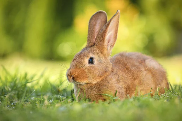 屋外の緑の芝生の上でかわいいふわふわのウサギ テキストのスペース — ストック写真
