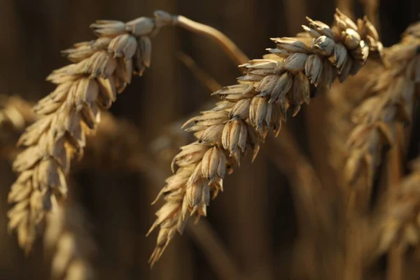 Ripe wheat spikes in agricultural field, closeup