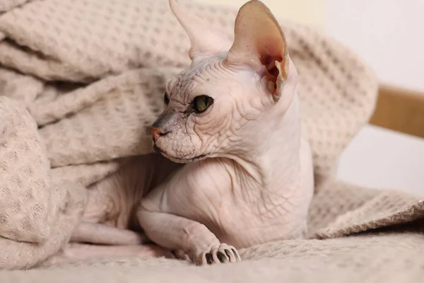집에서 부드러운 담요에 아름다운 스핑크스 고양이 클로즈업 귀여운 — 스톡 사진