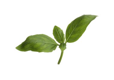 Aromatic green basil sprig isolated on white. Fresh herb