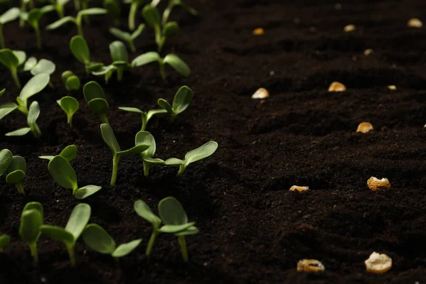 Bereketli Topraklarda Mısır Tohumları Sebze Yetiştiriyorum — Stok fotoğraf