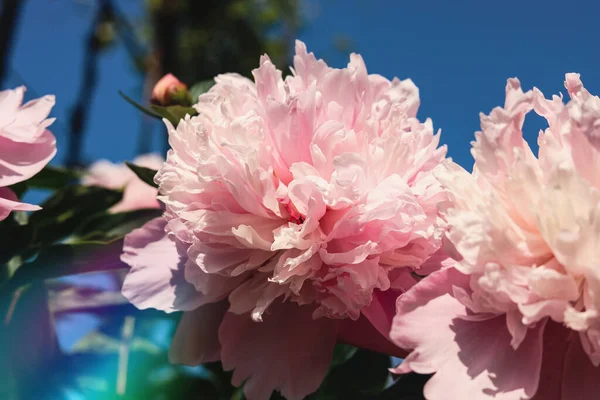 Wonderful Pink Peonies Garden Sky Closeup — Stock Fotó