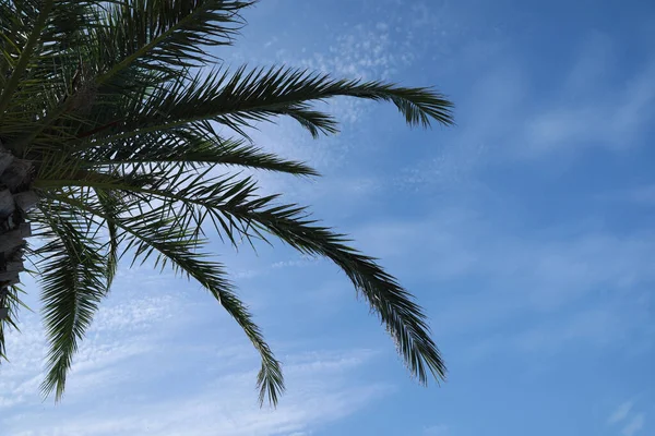 Hermosa Palmera Con Hojas Verdes Contra Cielo Azul Vista Ángulo — Foto de Stock