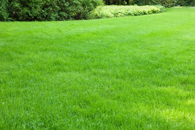Beautiful lawn with green grass on sunny day