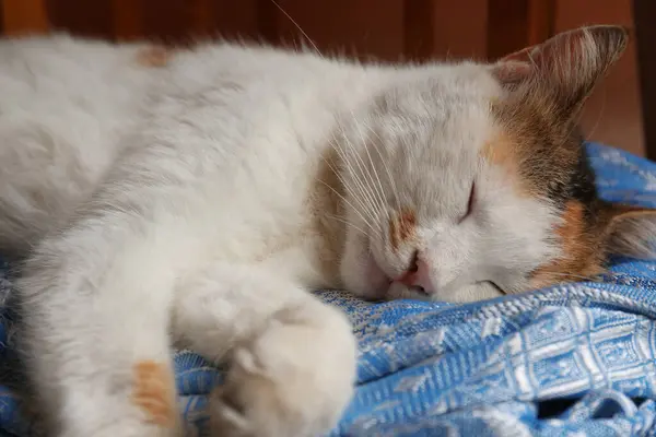Cute Fluffy Cat Sleeping Blue Blanket Closeup Adorable Pet — Fotografia de Stock