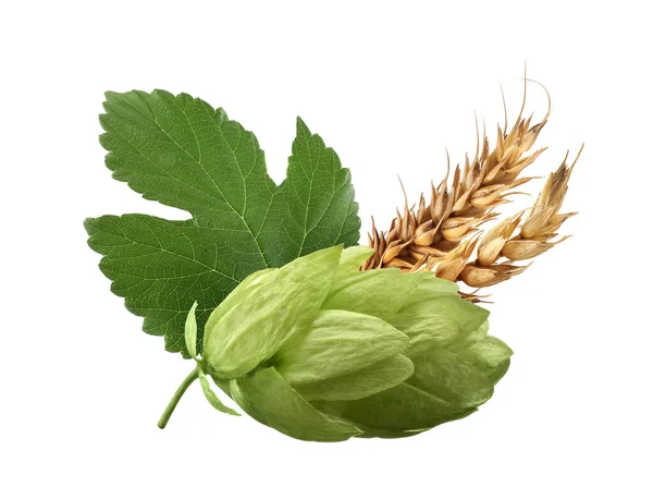 Fresh green hop with leaf and dry ears of wheat on white background