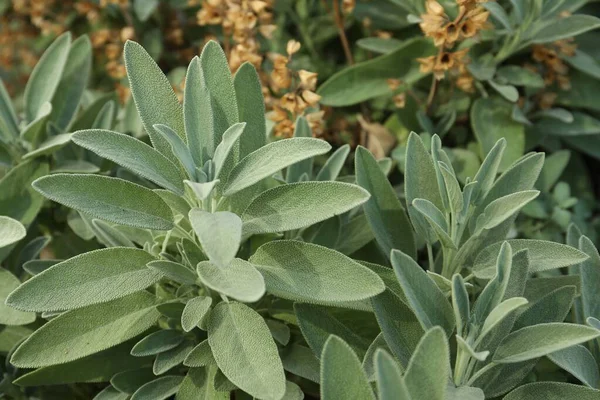 Vacker Salvia Med Gröna Blad Växer Utomhus Närbild — Stockfoto