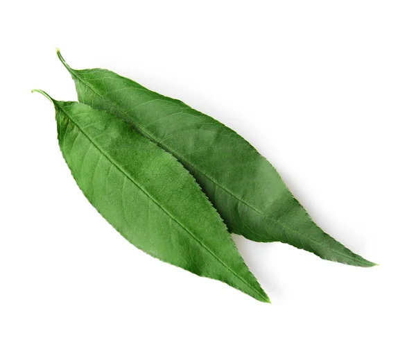 Duas Folhas Pêssego Verde Isoladas Branco — Fotografia de Stock