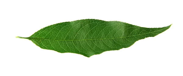 Hoja Durazno Verde Aislada Blanco — Foto de Stock