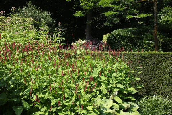 Bela Planta Bistort Vermelho Crescendo Jardim — Fotografia de Stock