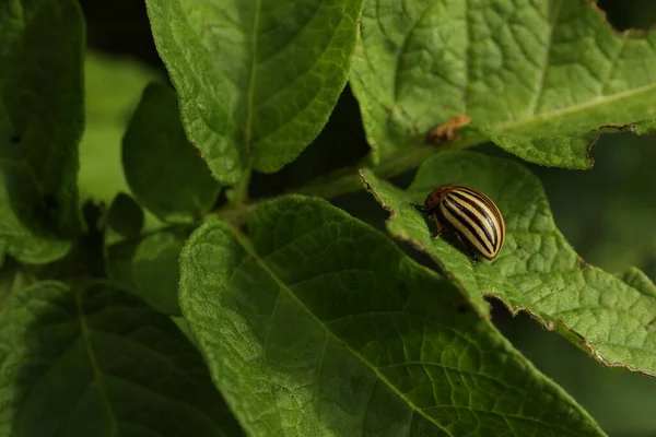 コロラド ポテト ビートル 緑の植物の屋外 クローズアップ — ストック写真