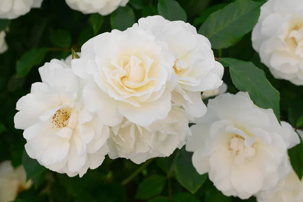 Beautiful Blooming Rose Bush Outdoors Closeup View — Stock Photo, Image