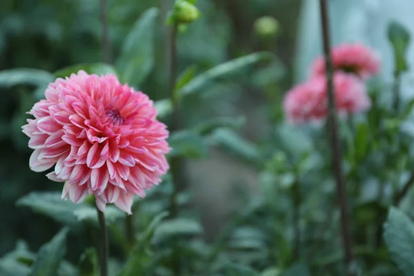 Belle Fleur Dahlia Rose Fleurs Dans Jardin Vert Espace Pour — Photo