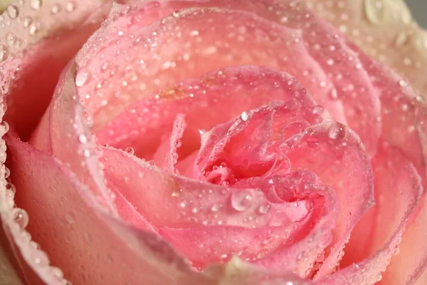 Vista Vicino Bella Rosa Fiore Con Gocce Rugiada Come Sfondo — Foto Stock