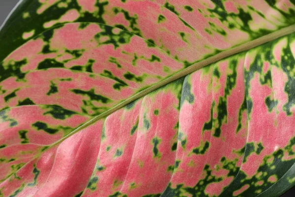 Αγλαονέμα Όμορφα Φύλλα Φόντο Κοντινό Πλάνο Τροπικό Φυτό — Φωτογραφία Αρχείου