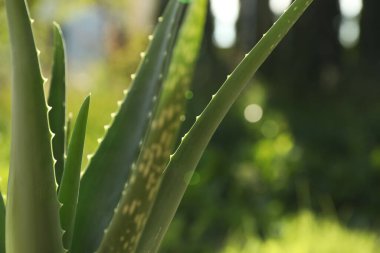 Güneşli bir günde güzel aloe vera bitkisinin yakın görüntüsü.