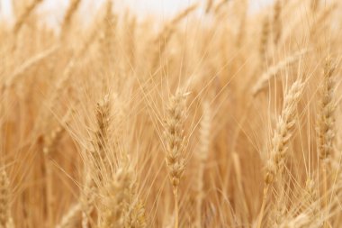 Tarım alanında güzel olgunlaşmış buğday filizi