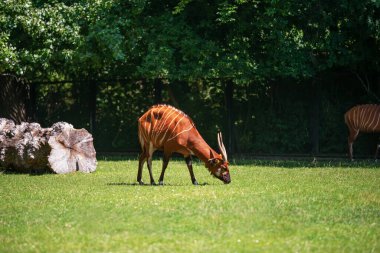 Cute antelope bongo grazing at green meadow in zoo clipart