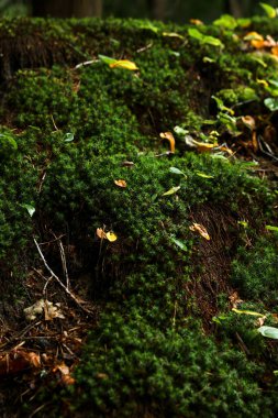 Beautiful green moss and wild plants growing in forest