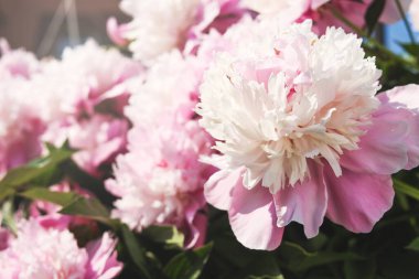Wonderful fragrant pink peonies outdoors, closeup view
