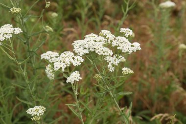 Beautiful blooming yarrow plants growing in field, closeup