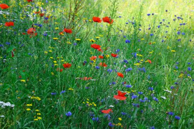 Beautiful green meadow with blooming wild flowers