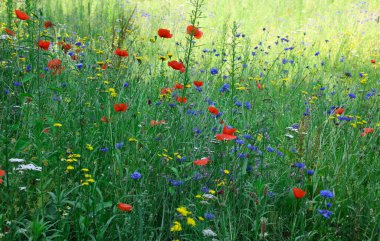 Beautiful green meadow with blooming wild flowers