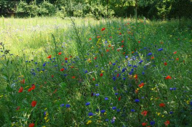 Beautiful green meadow with blooming wild flowers