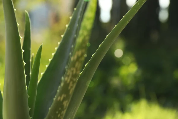 Vista Perto Bela Planta Aloe Vera Livre Dia Ensolarado — Fotografia de Stock