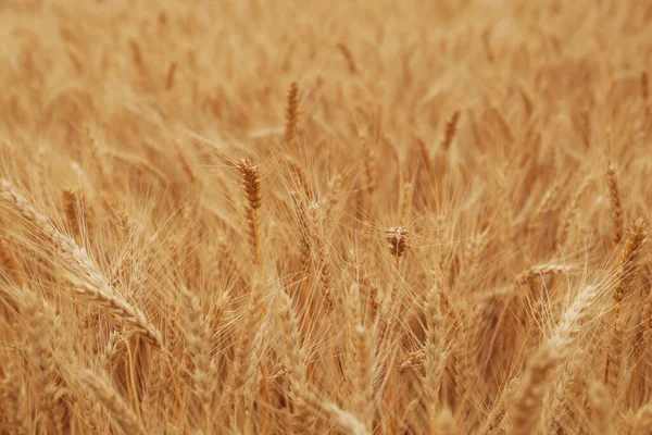 Beautiful Ripe Wheat Spikes Agricultural Field — ストック写真