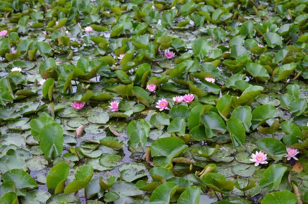 池塘里美丽的睡莲和树叶 — 图库照片