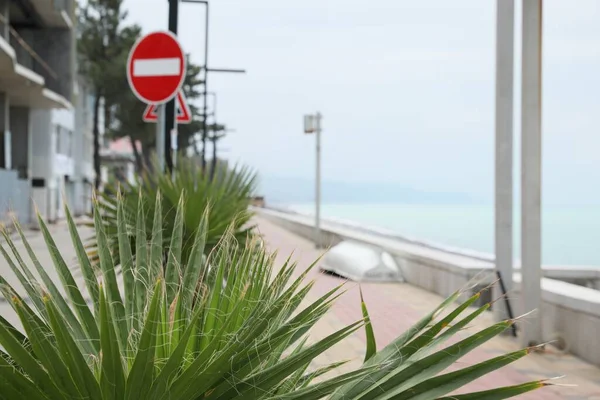 美丽的棕榈在海滨度假城的街道上 特写镜头 — 图库照片