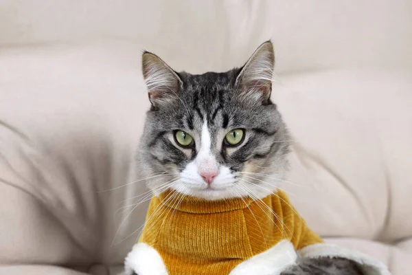 Cute Cat Warm Sweater Sofa Indoors — Stock Photo, Image