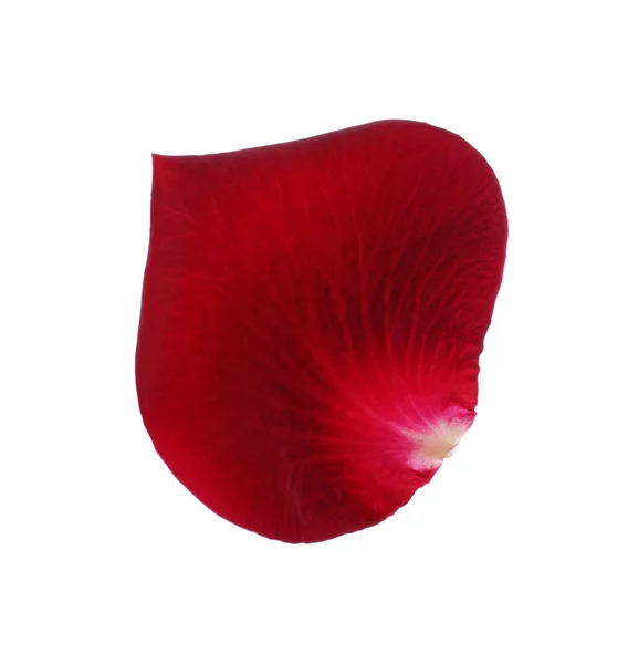 Rode Roos Bloemblaadje Witte Achtergrond — Stockfoto