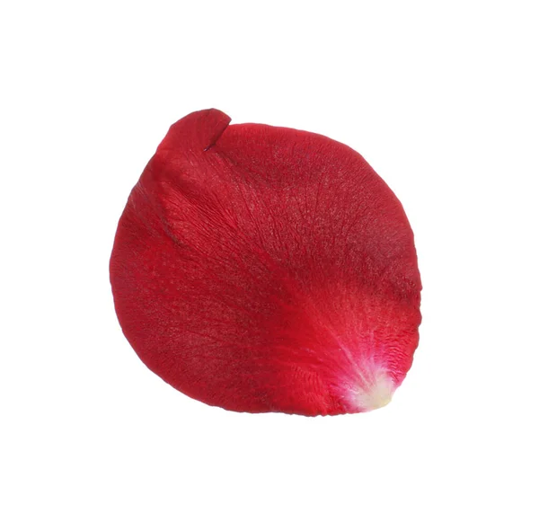 Pétala Flor Rosa Vermelha Fundo Branco — Fotografia de Stock