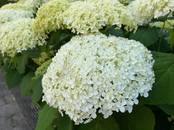 Krásná Hortenzie Kvetoucími Bílými Květy Rostoucí Venku — Stock fotografie