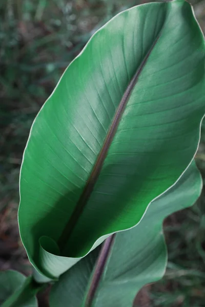 Красивий Зелений Лист Рослини Банана Відкритому Повітрі Впритул Тропічна Рослинність — стокове фото
