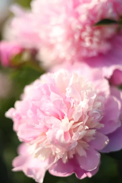 Wonderful Fragrant Pink Peonies Outdoors Closeup View — Stock Photo, Image