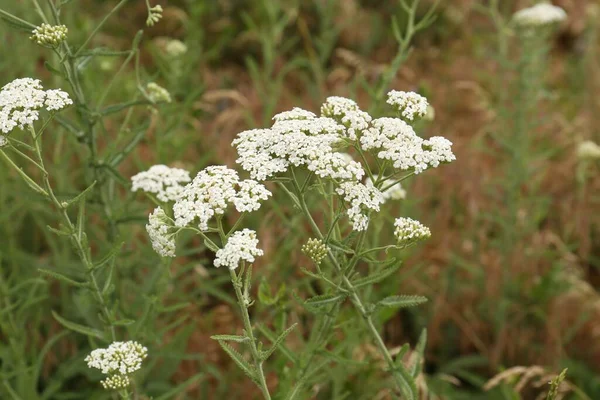 Beautiful Blooming Yarrow Plants Growing Field Closeup — Foto Stock