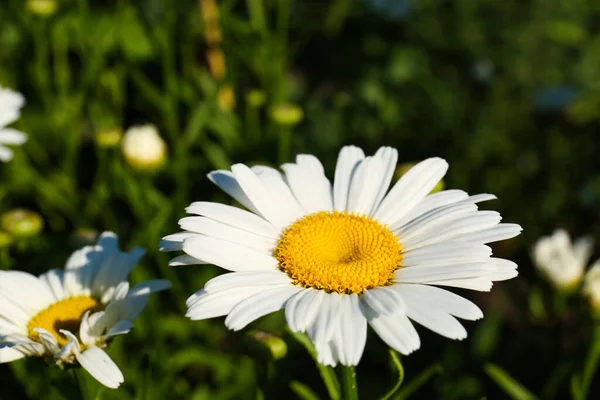 Piękne Kwiaty Rumianku Rosnące Ogrodzie Słoneczny Dzień Zbliżenie — Zdjęcie stockowe