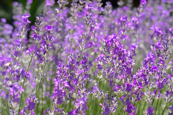 Beautiful Blooming Lavender Field Closeup View — Foto de Stock