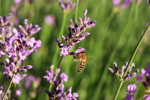 Closeup View Beautiful Lavender Bee Field Sunny Day — Stock Photo, Image